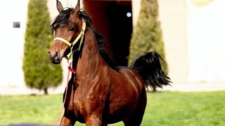 Ўрта Чирчиқда от пойгаси мусобақаси ўтказилди