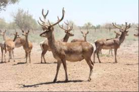 Бухоро буғулари кўпайтирилади