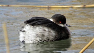 Редкая птица обнаружена в Самарканде