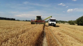 Андижондаги агрокластер ғалла майдонларида ўрим-йиғим авжида