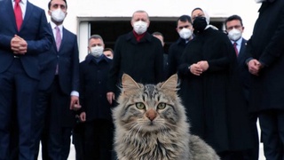 Эрдоган завел Telegram-канал и запостил кота