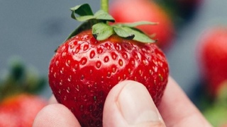 Қулупнай нархи бир ҳафтада 5 баробар арзонлашди