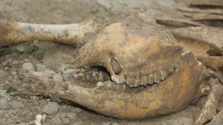 Фермер, копавший теплицу обнаружил останки неизвестного существа, предположительно динозавра