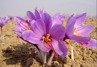 Ўзбекистонда заъфарон (шафран) ноёб ўсимлигининг плантациялари кўпайтирилади