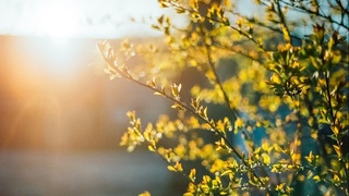 Дам олиш кунлари асосан қуруқ ва ўртача иссиқ об-ҳаво бўлиши кутилмоқда