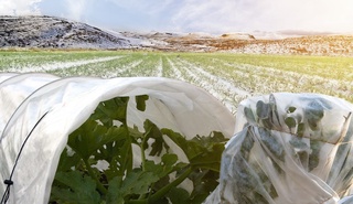 Совуқ таъсирида «шок» ҳолатига тушган экинларга қандай агротехник ишлов берилади?