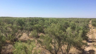 Посадка лесов на дне Аральского моря - забота о населении региона