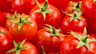 В Узбекистане на отгрузках экспортных помидоров в Россию будут работать «томатные инспекторы»