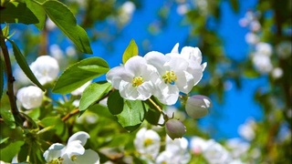 В Узбекистане на этой недели ожидаются дожди, грозы и жара до +30 градусов