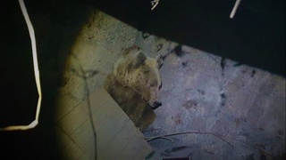 Медведь, гулявший по Ангрену, жив