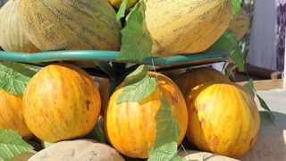 Кимларга қовун ейиш мумкин эмас?