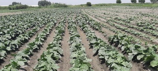 Каттақўрғонлик  фермер томонидан ноқонуний равишда тамаки экилгани аниқланди