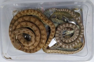 Тошкент халқаро аэропортида ноёб жонзотларни олиб чиқишга уринган шахс тўхтатиб қолинди