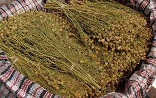 Россияга кетаётганлардан ўзи билан исириқ олмаслик сўралди