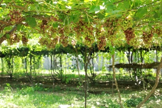 Фермерлик ҳаракати: қишлоқ тараққиётининг таянчи ва суянчи