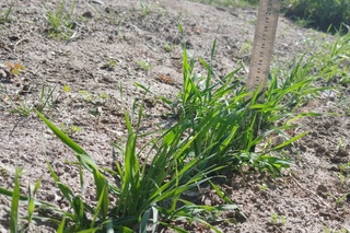 Мўғулистон яйлов экинлари Ўзбекистонда синовдан ўтказилмоқда