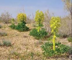 2500 дан ортиқ каврак ўсимлигига шикаст етказилди