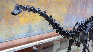 Новый вид травяного динозавра обнаружили в Южной Америке