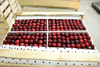 Ўзбекистон январь–май ойларида қанча гилос экспорт қилгани айтилди