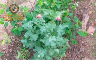 Томорқасида 20 туп кўкнори гиёҳвандлик моддасини парваришлаб келаётган шахс қўлга тушди