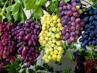 Ташкент облысындағы тәлімі жерлерде экспортталатын жүзім өсіру қолға алынады