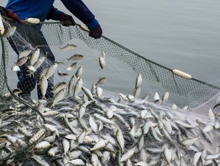 2022 йилнинг биринчи чорагида қайси ҳудудда энг кўп балиқ овланган?