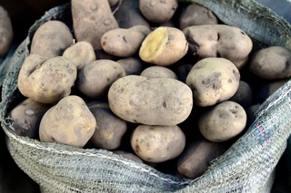 ФАО Ўзбекистонда картошкани зараркунанда ва касалликлардан ҳимоя қилишнинг илғор усулларини тарғиб қилмоқда