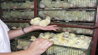 В Наманганской области построят 25 инкубаторов