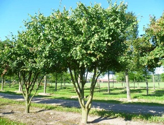 Uzbekistan has defined the procedure for financing the construction of new parks