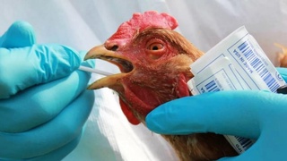 Казахстан ввел ограничения на границе с Россией из-за вспышки птичьего гриппа