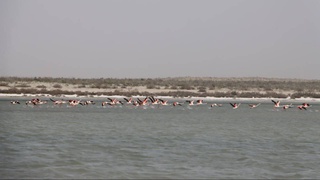 Впервые в Национальном природном парке «Центральный Кызылкум» замечены фламинго