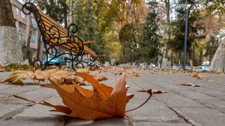 Дам олиш кунлари қандай об-ҳаво кузатилади?