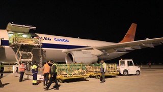 Моңғолиядан ет және жүнге арналған қой-ешкі тұқымдары әкелінеді