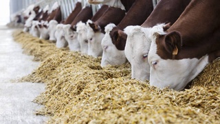 Dagestan animal feed will appear in Uzbekistan