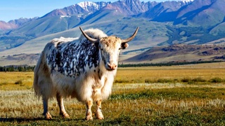 В Китае впервые клонировали исчезающий вид тибетских коров