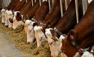 Bozorda go'sht narxini barqaror ushlash maqsadida chorvachilikka subsidiyalar ajratilyapti