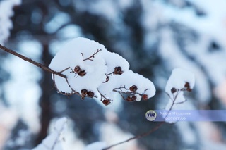 Совуқ ҳаво дам олиш кунларида ҳам сақланиб туради