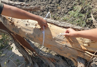 62 туп дарахт ўзбошимчалик билан қўпориб ташланган