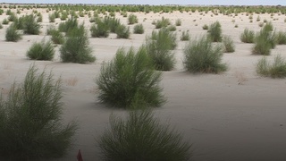 Саксовул ўсимлигини ноқонуний чопган фуқаролар жазоланди