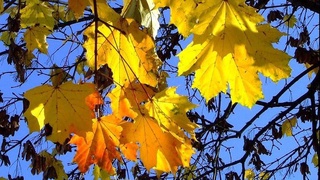 Апта ішінде ауа райы жылы болады деп күтілуде