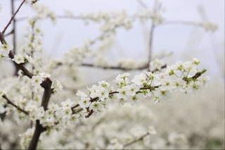 Hafta davomida janubiy va choʻl hududlarda havo harorati +33 darajagacha isiydi