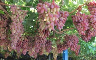 In January 2022, the export of table grapes from Uzbekistan was four times higher than last year's figure