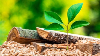 Опыт Сырдарьи: электричество…  из деревянных гранул