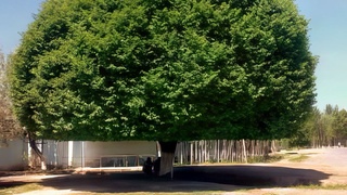 Гужум: тупроқни эрозиядан асрайди, ҳавони тозалайди