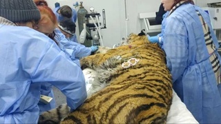 Shifokorlar Primoryeda tutib olingan amur yo'lbarsinining hayotini saqlab qolishga urunmoqda