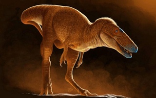 80 million yil avval yashagan dinozavrning yangi turi topildi