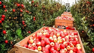 Аграр соҳа қандай молиялаштирилади?