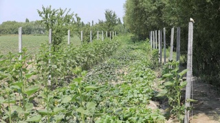 Рациональное использование каждой пяди земли повышает культуру земледелия