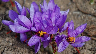 В Бахмальском районе пророс шафран