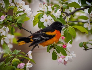 Пешгӯии обу ҳаво барои 17 март